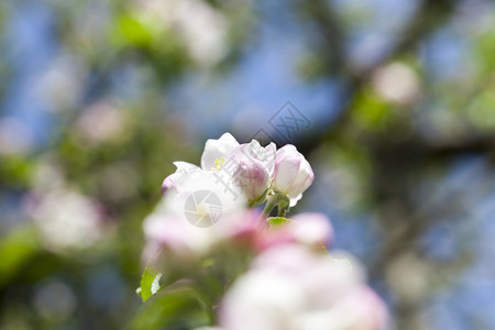 树叶在果园中盛开的树木春时苹果的白花春时苹果树的白花植物夏天图片