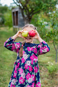 人们果园一个美丽的女孩手怀苹果在农场的花园里可爱女孩甜美苹果在花园的手里微笑图片