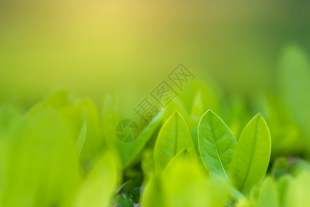 早晨美丽的天然绿色植物景观作为背或壁纸自然绿色植物景观用作背或壁纸水图片