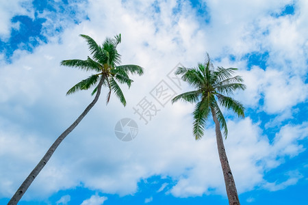 棕榈假期在蓝天背景的两棵可椰子树两棵椰子树天空图片