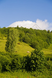 树夏季喀尔巴阡山村绵羊牧场喀尔巴阡山自然优质的乌克兰图片