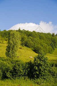树夏季喀尔巴阡山村绵羊牧场喀尔巴阡山自然优质的乌克兰图片