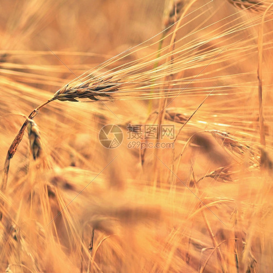 田地玉米生长的美丽细节背景农业和自然的概念以及农牧业和自然大麦金子夏天图片