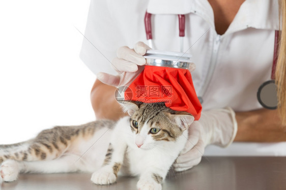 热的兽医发烧到一只小猫和水袋测量诊所图片