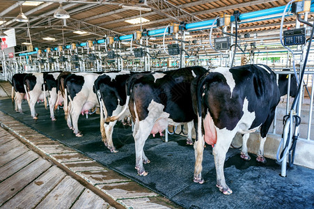 农场中的牛配有现代挤奶机的牛设施夏天行业牛棚图片