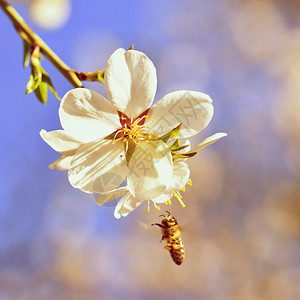 春天背景美丽的盛开树与自然中蜜蜂花忙碌的动物图片