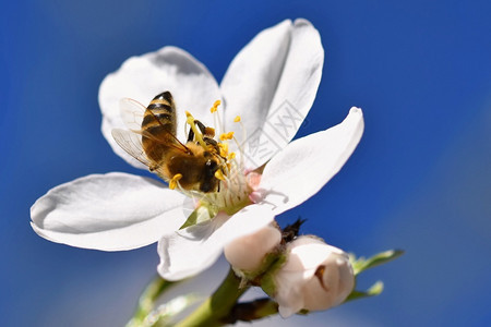 春天背景美丽的盛开树与自然中蜜蜂花忙碌园水果图片