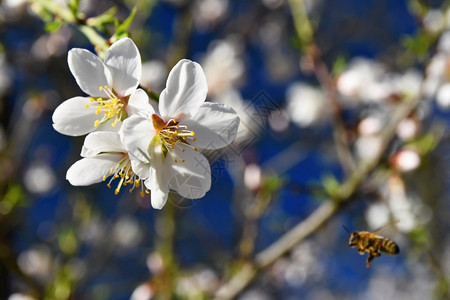 春天背景美丽的盛开树与自然中蜜蜂花水果开糖图片