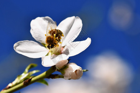 植物学工人动春天背景美丽的盛开树与自然中蜜蜂花图片