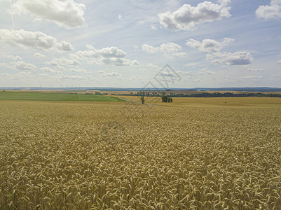 草大小麦作物田天空飞快金的景观图片
