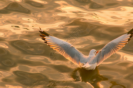 丰富多彩的自然生态海鸥在水中图片