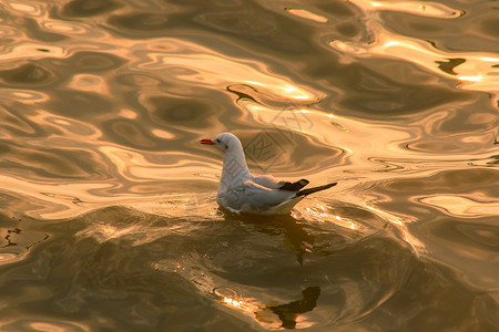 海鸥在水中生物态的美丽图片