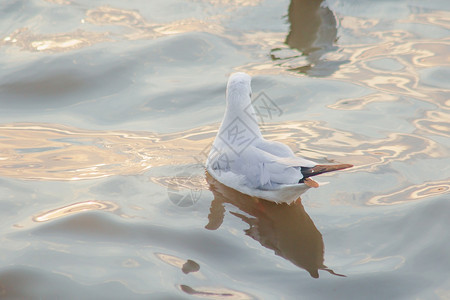 动物尾巴海鸥在水中白色的图片
