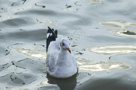 荒野航行湖海鸥在水中图片