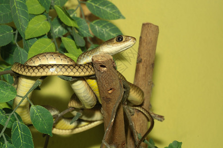 危险辐射鼠蛇或Copperheas鼠Sanake棕色的科珀希斯图片