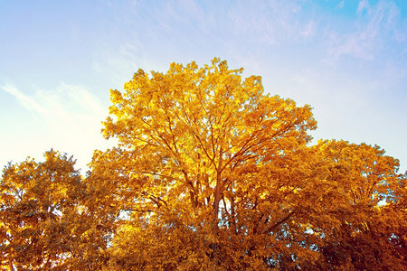 金色秋叶树林图片