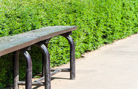 衬套靠近场景在城市公园的灌木丛旁孤单地坐着图片