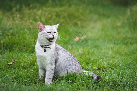 坐在绿草地上宠物猫咪图片