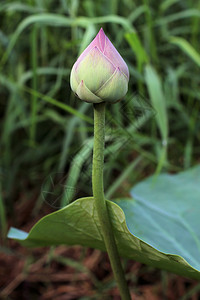 池塘里的荷花花苞图片