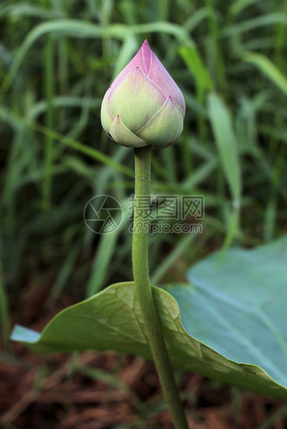 池塘里的荷花花苞图片