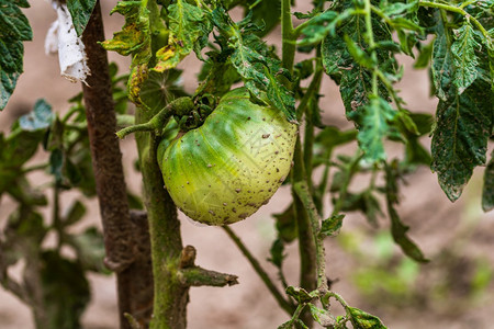 重的种植在农村花园中生长的肮脏和不熟西红茄遭受严重干旱炎热阳光和暴雨影响的植物园艺红色收成图片