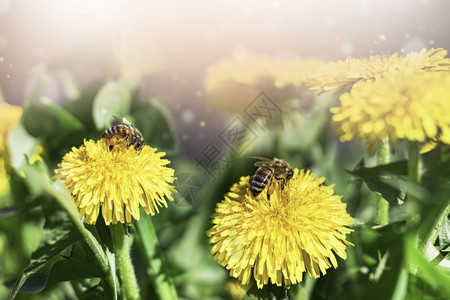 一只蜜蜂在黄色蒲公英上采集花蜜绿草黄色粉一只蜜蜂正在研究黄色蒲公英一只蜜蜂在黄色蒲公英上采集花蜜朵黄色粉的昆虫场地图片