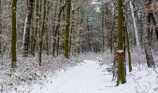 下雪的白色美丽雪森林道路有一棵树和许多植物标记行走的道路完全覆盖在雪中一个荷兰森林的冬季天图片