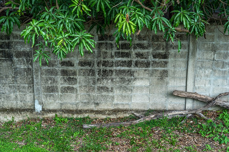 植物工业建筑和绿色草场中白砖水泥石壁的抽象纹理绿藤叶色树自然生长背景复制空间在工业建筑和绿色草地上形成灰藤叶自然生长背景夏天家图片