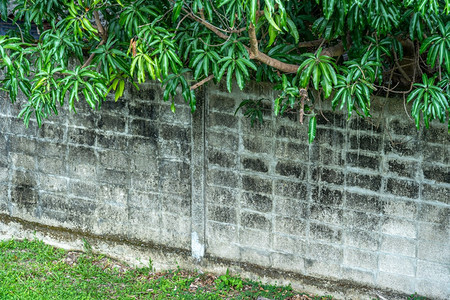 粗糙的质地工业建筑和绿色草场中白砖水泥石壁的抽象纹理绿藤叶色树自然生长背景复制空间在工业建筑和绿色草地上形成灰藤叶自然生长背景图片