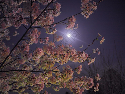 月光花开粉色的春天满月樱花图片