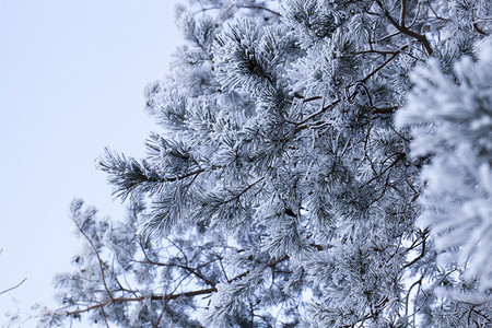 植物阳光冬季风景有不同种类的树木覆盖白雪和霜冻冬季降雪后一天是寒冷的冬季下雪后一天是寒冷的空图片