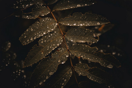 美丽新鲜明亮的绿树叶上滴落雨在黑暗森林中的大树叶上雨滴图片