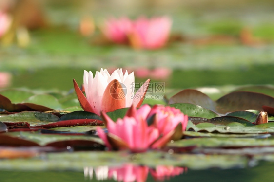 池塘上的粉红莲花图片