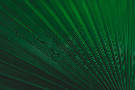 自然绿叶背景斐济FanPalm白大象棕榈色后背或KerriodoxaElegans绿叶颜色调春天阴影图片