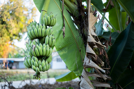 森林有机的在泰国花园热带雨林的香蕉树上种着一大堆青香蕉夏季水果在泰国的一个热带雨林中颜色图片