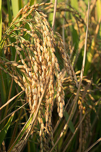 北意大利稻田米熟的金耳朵附近大米草谷物农村图片