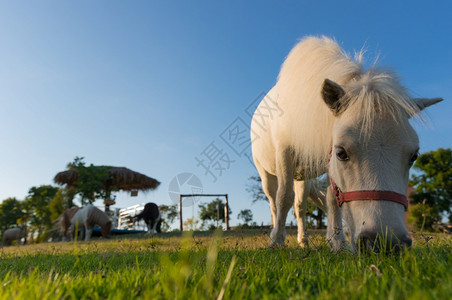 自然农业小矮人骑着可爱的小矮人马在农场的绿草地上沙林马泰海兰小矮人马稀有的图片