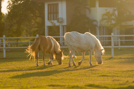 小马天空迷人的矮骑着可爱的小矮人马在农场的绿草地上沙林马泰海兰小矮人马图片