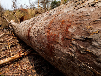 削减地面砍伐雨林森的毁行业图片