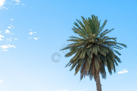 环境植物群晴天Bushy绿色棕榈树蓝天空图片