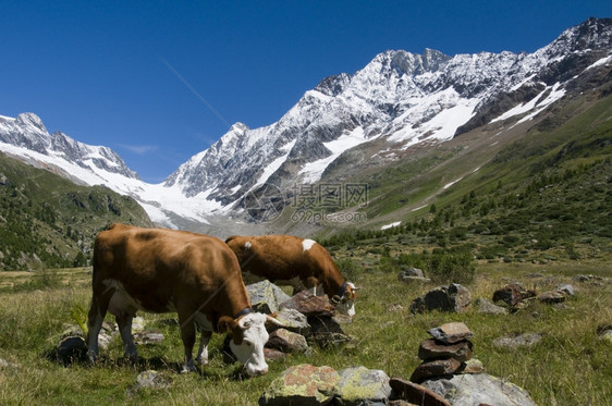 欧洲水瑞士山里的奶牛和背景中的falzeralp图片