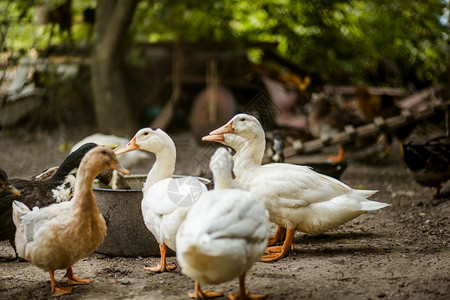 春天水狗农场的鸭子家禽鸡养场的子图片
