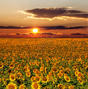 日落时的向葵开花之田瓣黎明农场图片