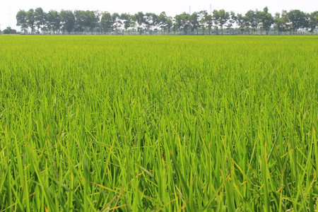 金稻田和天空亚洲泰国食物图片