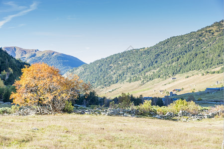 秋天在安道尔的山中绿色树木流动图片