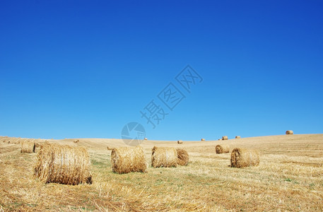 干燥小麦收获季节田里的干草树叶葡萄牙图片
