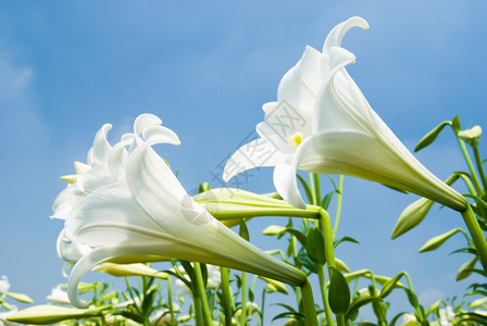 芽白百合在字段中色的季节图片