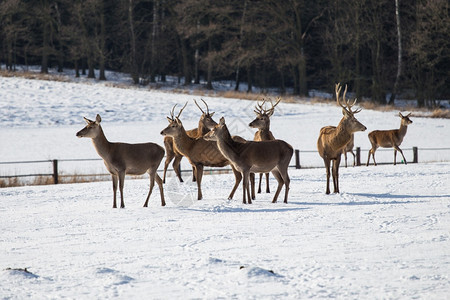 荒野毛皮霜冬季鹿群在雪中图片