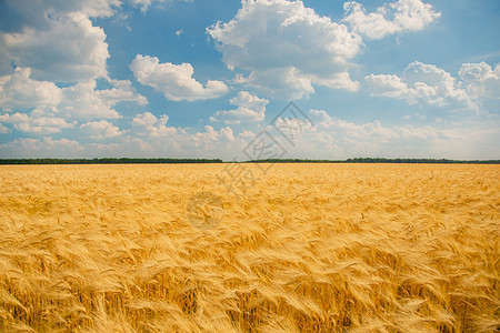 面对蓝天和白云收获概念在小麦田上关闭场的滴子聚焦于地平线上成熟小麦吃罗子粒对抗蓝天空和白云阿拉木图庄稼生长图片