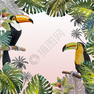 采摘水彩手鸟和怪物绿棕榈树热带色纹理粉红白背景的画插图等植物色绘画ToucanbirdBird樱桃春天美丽图片